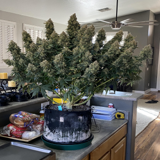 Permanent Marker Auto Fem.