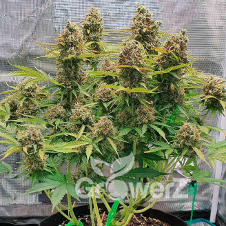 Permanent Marker Auto Fem.