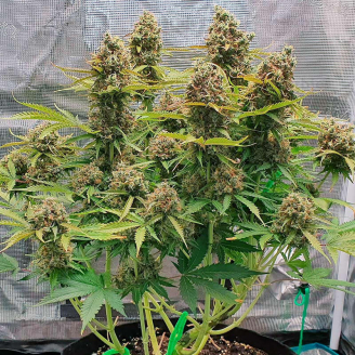 Permanent Marker Auto Fem.