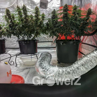 Critical CBD Auto Fem.