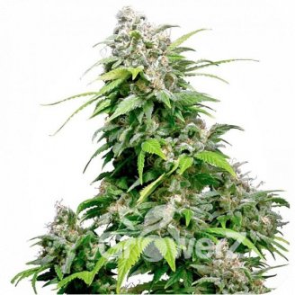 Mexican Sativa Auto Fem.