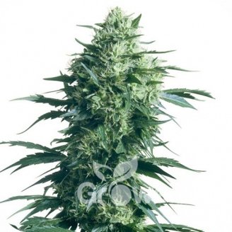 Lemon Cheese Auto Fem.