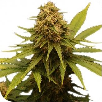 Купить семена марихуаны Critical Express Auto Fem. Купить семена марихуаны Critical Express Auto Fem.