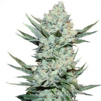 Купить семена марихуаны Tangie'matic Auto Fem. Купить семена марихуаны Tangie'matic Auto Fem.