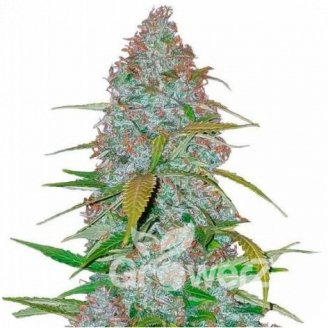 Californian Snow Auto Fem.