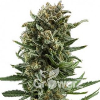 White Widow Auto Fem.