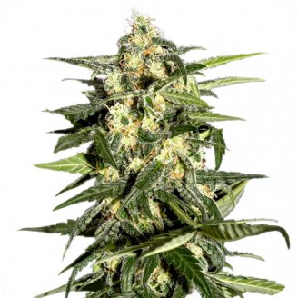 Купить семена марихуаны Jack Herer Fem. Купить семена марихуаны Jack Herer Fem.