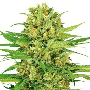 Купить семена марихуаны Bubble Gum Fem. Купить семена марихуаны Bubble Gum Fem.