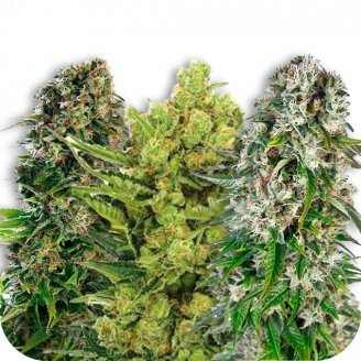 Купить семена марихуаны Indica Mix #3 Auto Fem. Купить семена марихуаны Indica Mix #3 Auto Fem.