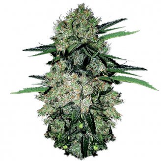 Купить семена марихуаны NYC Diesel Auto Fem.