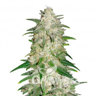 Forbidden Runtz Auto Fem.