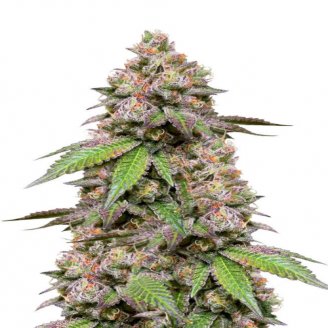 Купить семена марихуаны Godzilla Cookies Auto Fem. Купить семена марихуаны Godzilla Cookies Auto Fem.