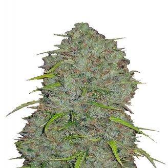 Купить семена марихуаны Titan Auto Fem. Купить семена марихуаны Titan Auto Fem.