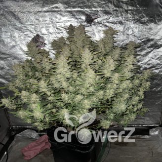 Cinderella Auto Fem.