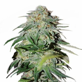 Купить семена марихуаны Shiskaberry Auto Fem. Купить семена марихуаны Shiskaberry Auto Fem.