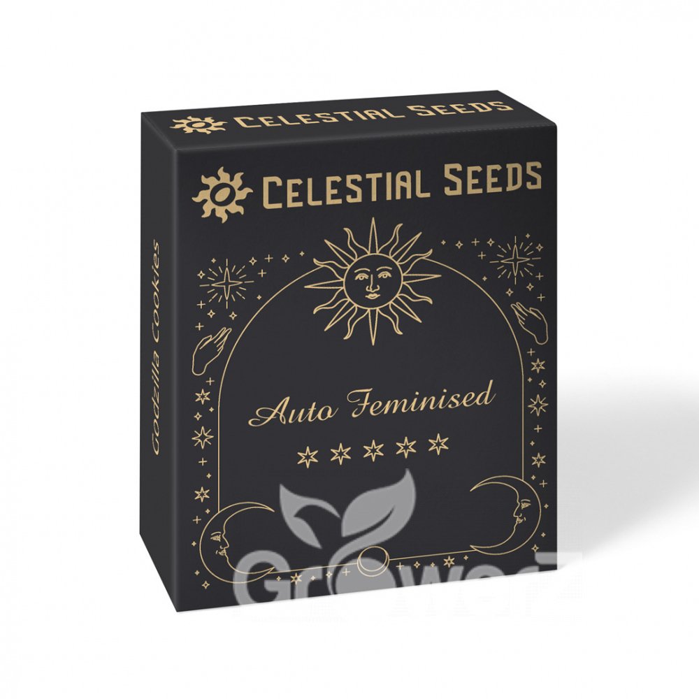 Shiskaberry Auto Fem.