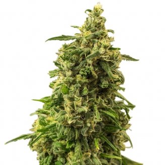 Купить семена марихуаны White Widow Auto Fem. Купить семена марихуаны White Widow Auto Fem.