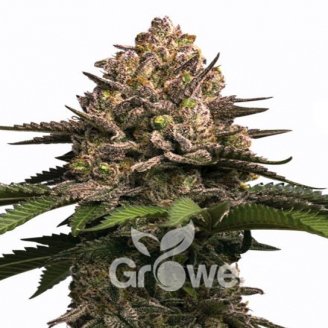 Sour Jealousy Auto Fem.