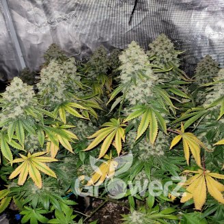 Sour Jealousy Auto Fem.