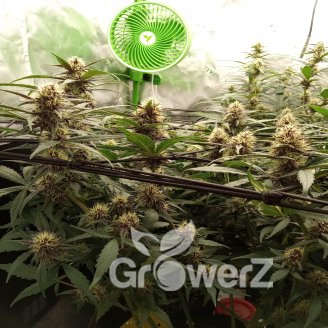 Tropico Cookies Auto Fem.