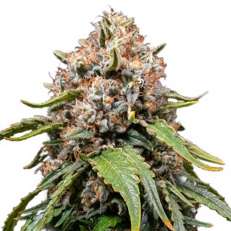 Купить семена марихуаны White Widow XL Auto Fem. Купить семена марихуаны White Widow XL Auto Fem.