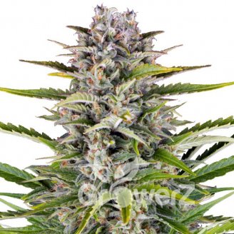 Gorilla Zkittlez Auto Fem.