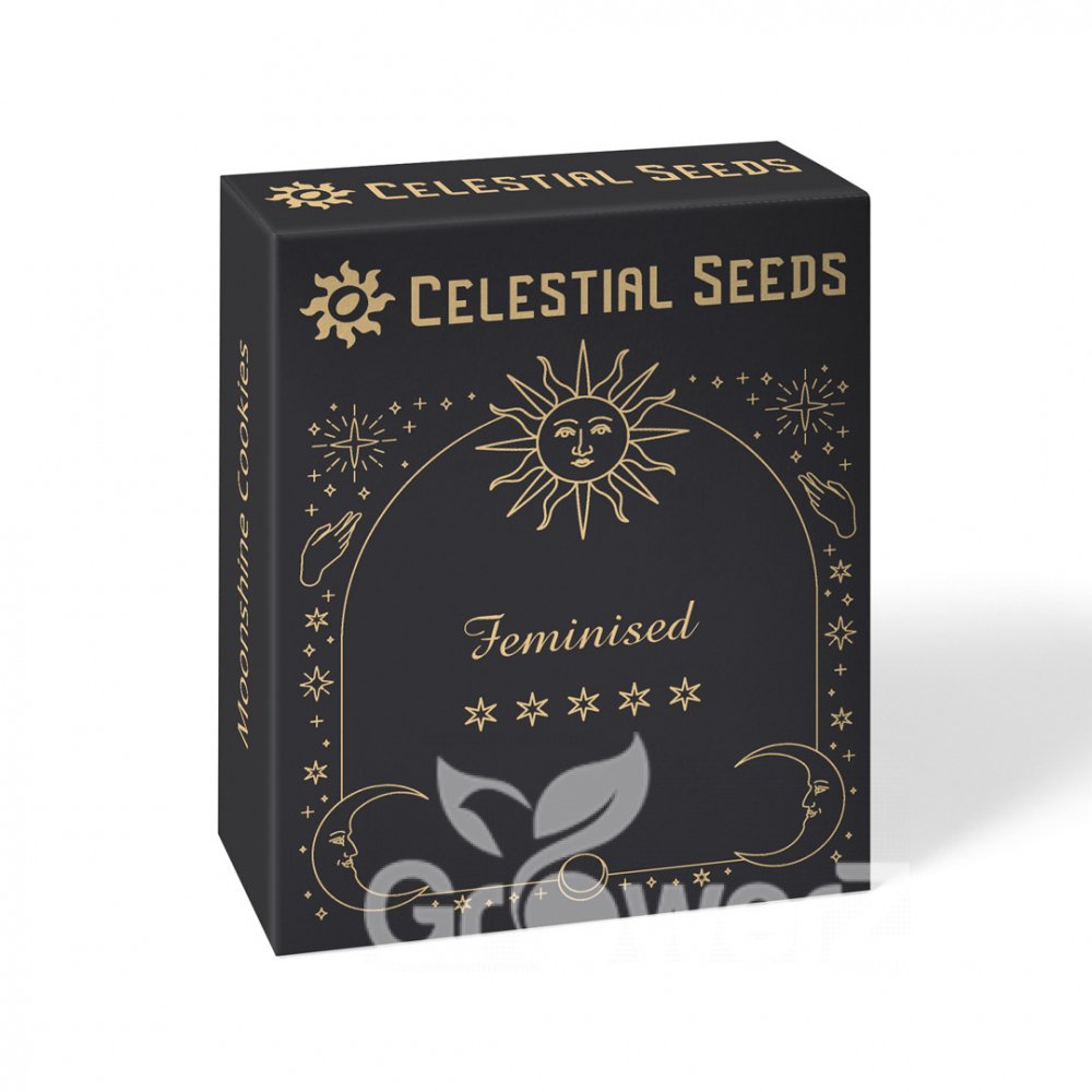 Orange Creampop Fem.