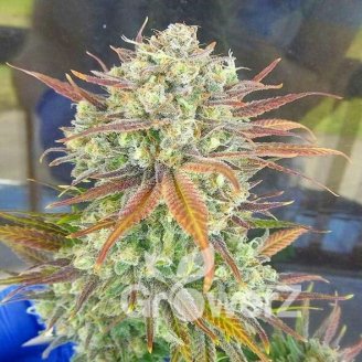 Moonshine Cookies Fem.