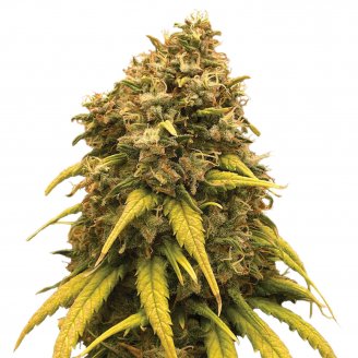 Купить семена марихуаны Jungle Lava Fem. Купить семена марихуаны Jungle Lava Fem.