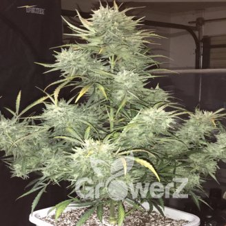 Black Widow Auto Fem.
