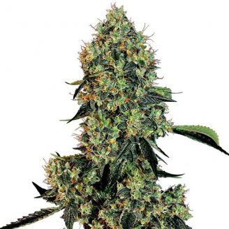 Купить семена марихуаны Eleven Roses Fem.