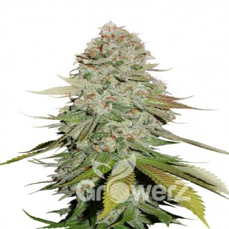 Keepers OG Auto Fem.