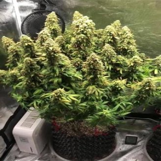 Keepers OG Auto Fem.