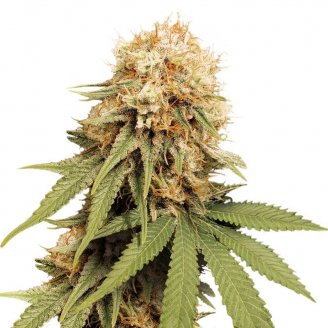 Купить семена марихуаны Permanent Marker Auto Fem.