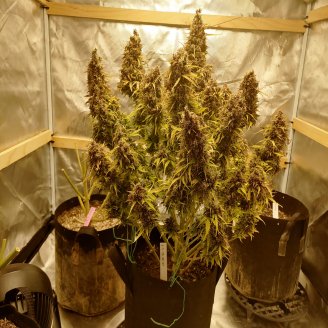 Plushberry Auto Fem.