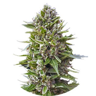 Купить семена марихуаны Northern Lights Auto Fem. Купить семена марихуаны Northern Lights Auto Fem.