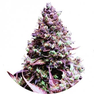 Купить семена марихуаны Cream Caramel Auto Fem. Купить семена марихуаны Cream Caramel Auto Fem.