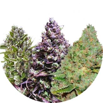 Купить семена марихуаны Indica Mix #1 Auto Fem. Купить семена марихуаны Indica Mix #1 Auto Fem.